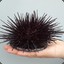 Urchin