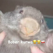 Bober Kurwa's avatar