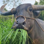 传奇无伞速降运动员幺零幺