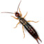 earwig