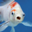 TheFish