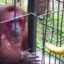 Monkey without banana