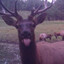 jambo