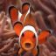 Clownfish