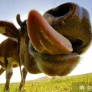 Choy w Dupie Chlupie