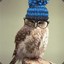 Owlbeanie