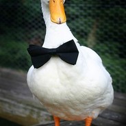 Sir.Duck