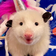 unicorn-shaped opossum (t4t)
