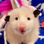 unicorn-shaped opossum (t4t)