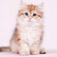 紫罗兰色的忧殇