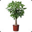 suspicious looking plant