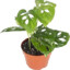 houseplant6345