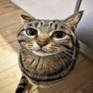 nuga06411 skins.army