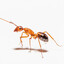 Ant