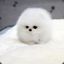 Fluff Snowball