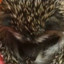 HedgehogsRbeast