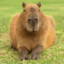 Capivara