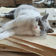 大昌捉鬼人杨间