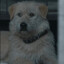 KingCharlesDog