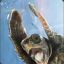 R.C.K_&quot;TurTle&quot;