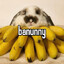 banunny