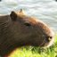 Mr Capivara