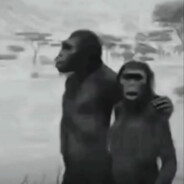 整片青青草原我最骚