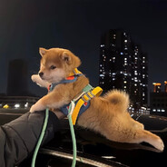 她说那晚没见红