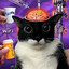kitty