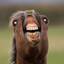 FERD THE BERSERK