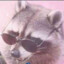A raccoon that can&#039;t read