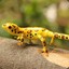 Yellow Spotted Lizard