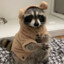 Sulley the Raccoon