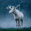 Moose