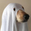 spooky doggo
