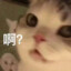 鼠鼠猫