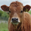 Beef watcher