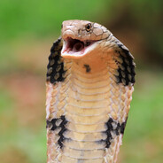 🐍🐍🐍🐍🐍