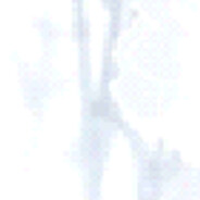 Аватар ワイルドベリー