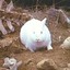 Rabbit of Caerbannog