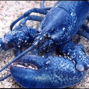 a blue lobster