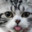 NotAScriptKitty