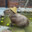 King Capybara's avatar