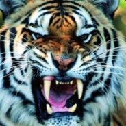 🐻凶凶的大老虎