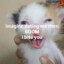 autistic kitten 69