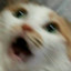 badkitty_11