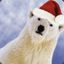 Festive Polar