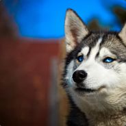SINC - steam id 76561197963165886