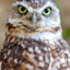 acunicularia (AN OWL)