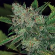 SFC Tom - steam id 76561197960716935